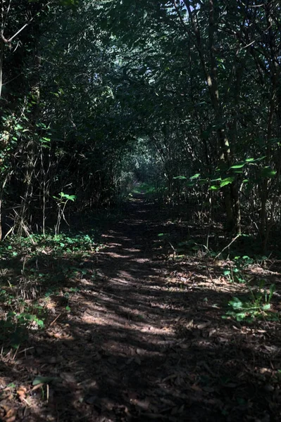 Ormanın gölgesinde, üzerinde ağaçlar olan patika.
