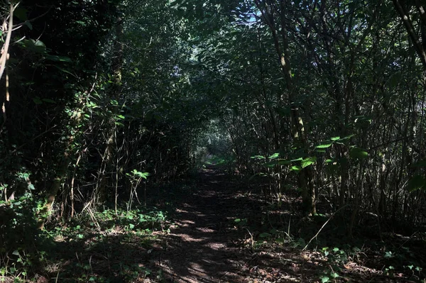 Ormanın gölgesinde, üzerinde ağaçlar olan patika.