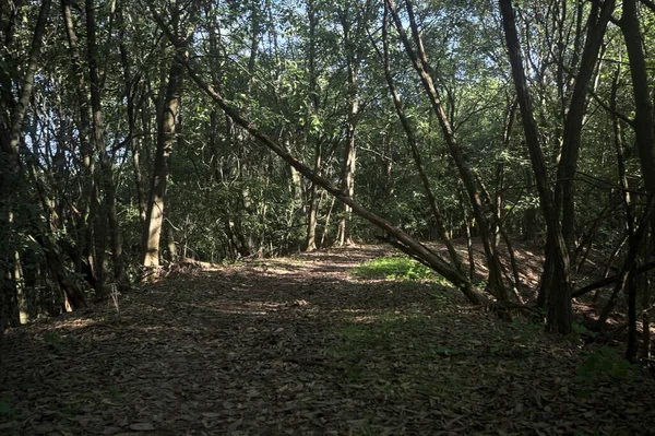 Yol boyunca uzanan ve yolu tıkayan ağaçlarla çevrili bir set üzerinde yol.