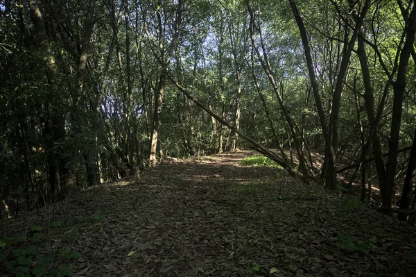 Yol boyunca uzanan ve yolu tıkayan ağaçlarla çevrili bir set üzerinde yol.