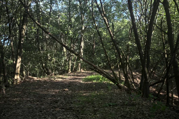 Yol boyunca uzanan ve yolu tıkayan ağaçlarla çevrili bir set üzerinde yol.