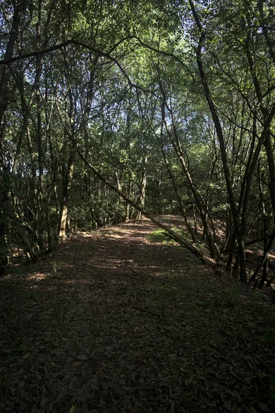 Yol boyunca uzanan ve yolu tıkayan ağaçlarla çevrili bir set üzerinde yol.