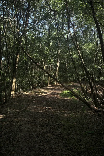 Yol boyunca uzanan ve yolu tıkayan ağaçlarla çevrili bir set üzerinde yol.