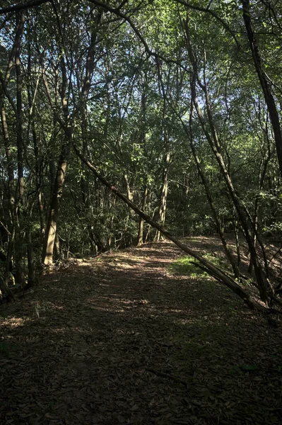 Yol boyunca uzanan ve yolu tıkayan ağaçlarla çevrili bir set üzerinde yol.