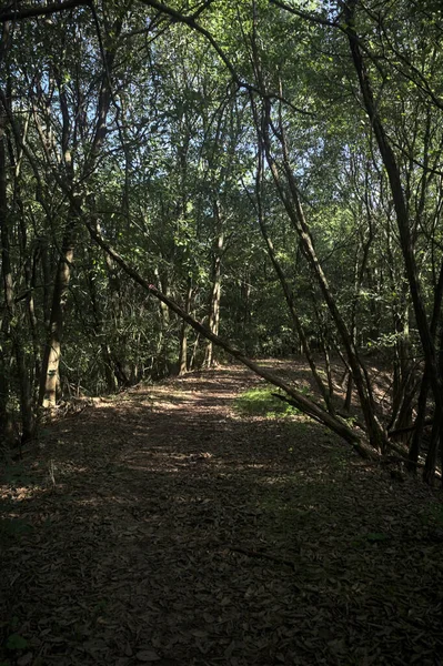 Yol boyunca uzanan ve yolu tıkayan ağaçlarla çevrili bir set üzerinde yol.