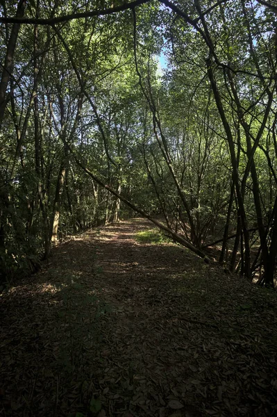 Yol boyunca uzanan ve yolu tıkayan ağaçlarla çevrili bir set üzerinde yol.