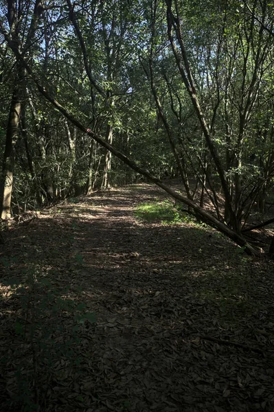 Yol boyunca uzanan ve yolu tıkayan ağaçlarla çevrili bir set üzerinde yol.