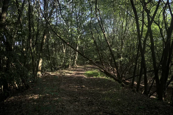 Yol boyunca uzanan ve yolu tıkayan ağaçlarla çevrili bir set üzerinde yol.