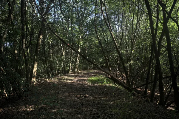 Yol boyunca uzanan ve yolu tıkayan ağaçlarla çevrili bir set üzerinde yol.