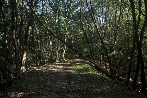 Yol boyunca uzanan ve yolu tıkayan ağaçlarla çevrili bir set üzerinde yol.