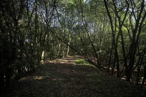 Yol boyunca uzanan ve yolu tıkayan ağaçlarla çevrili bir set üzerinde yol.