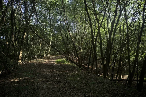 Yol boyunca uzanan ve yolu tıkayan ağaçlarla çevrili bir set üzerinde yol.