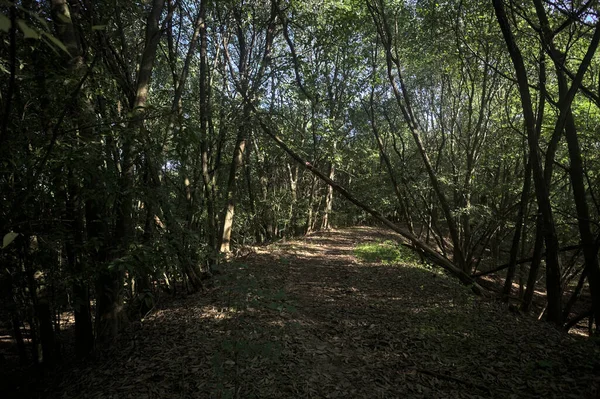 Yol boyunca uzanan ve yolu tıkayan ağaçlarla çevrili bir set üzerinde yol.
