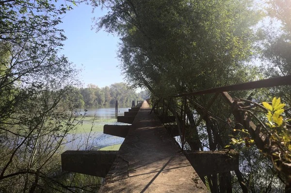 Güneşli bir günde nehrin kenarında bir ağaç ve karşı kıyıda bir orman olan bir nehrin üzerinde aşınmış beton şerit.