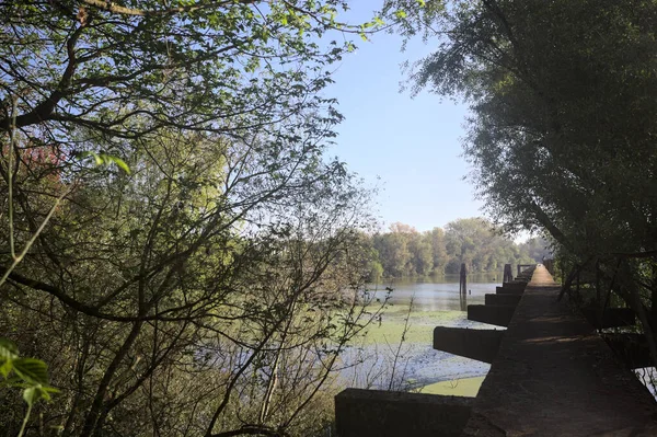 Güneşli bir günde nehrin kenarında bir ağaç ve karşı kıyıda bir orman olan bir nehrin üzerinde aşınmış beton şerit.