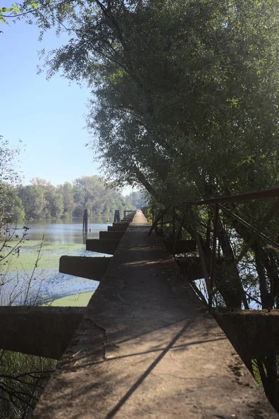 Güneşli bir günde nehrin kenarında bir ağaç ve karşı kıyıda bir orman olan bir nehrin üzerinde aşınmış beton şerit.