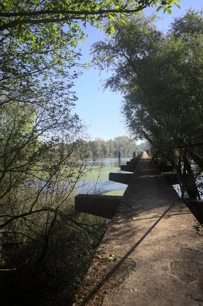 Güneşli bir günde nehrin kenarında bir ağaç ve karşı kıyıda bir orman olan bir nehrin üzerinde aşınmış beton şerit.