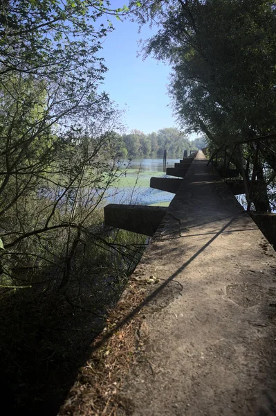 Güneşli bir günde nehrin kenarında bir ağaç ve karşı kıyıda bir orman olan bir nehrin üzerinde aşınmış beton şerit.