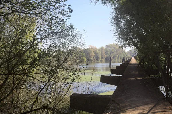 Güneşli bir günde nehrin kenarında bir ağaç ve karşı kıyıda bir orman olan bir nehrin üzerinde aşınmış beton şerit.