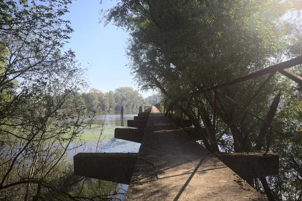 Güneşli bir günde nehrin kenarında bir ağaç ve karşı kıyıda bir orman olan bir nehrin üzerinde aşınmış beton şerit.