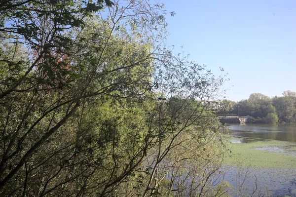 Ağaçların çerçevelediği güneşli bir günde, uzaktaki bir nehir kıyısındaki köprü.