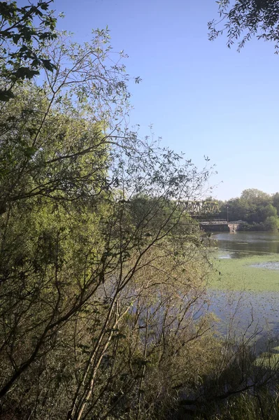 Ağaçların çerçevelediği güneşli bir günde, uzaktaki bir nehir kıyısındaki köprü.