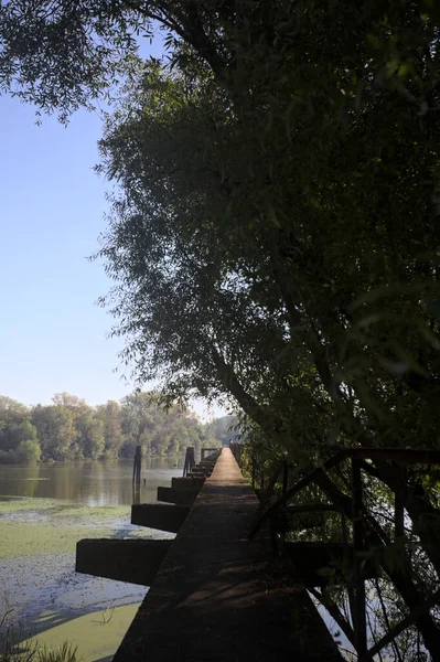 Güneşli bir günde nehrin kenarında bir ağaç ve karşı kıyıda bir orman olan bir nehrin üzerinde aşınmış beton şerit.