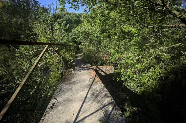 Metalik bir demiryolu ile beton kaldırım bir orman ağaçlarının üzerinden geçiyor.