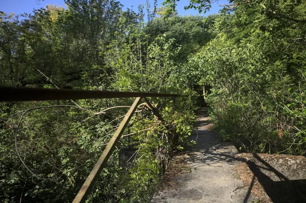 Metalik bir demiryolu ile beton kaldırım bir orman ağaçlarının üzerinden geçiyor.