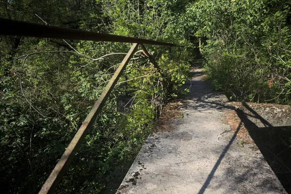 Metalik bir demiryolu ile beton kaldırım bir orman ağaçlarının üzerinden geçiyor.