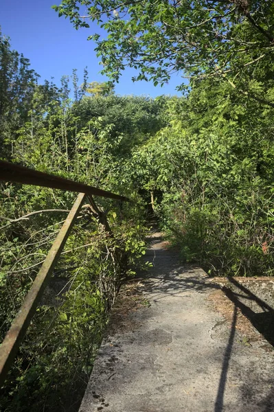 Metalik bir demiryolu ile beton kaldırım bir orman ağaçlarının üzerinden geçiyor.