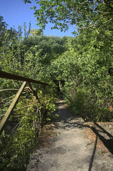 Metalik bir demiryolu ile beton kaldırım bir orman ağaçlarının üzerinden geçiyor.