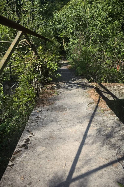 Metalik bir demiryolu ile beton kaldırım bir orman ağaçlarının üzerinden geçiyor.