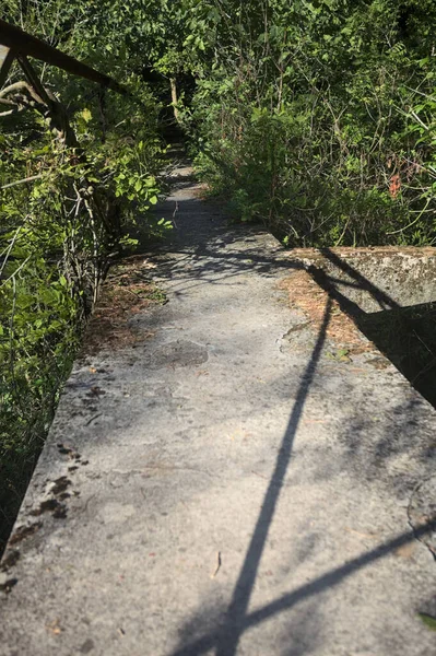 Metalik bir demiryolu ile beton kaldırım bir orman ağaçlarının üzerinden geçiyor.