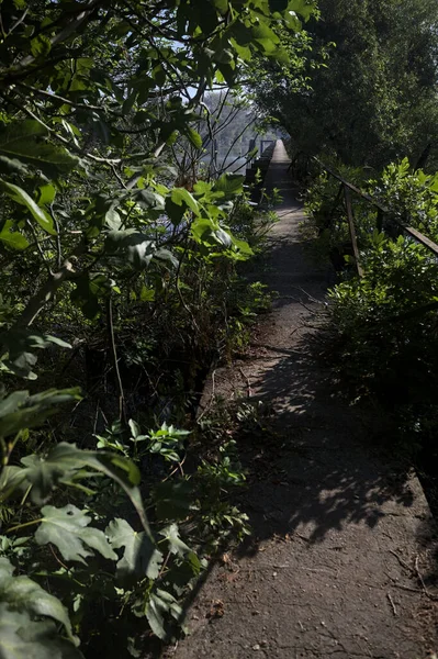 Güneşli bir günde nehrin kenarında bir ağaç ve karşı kıyıda bir orman olan bir nehrin üzerinde aşınmış beton şerit.
