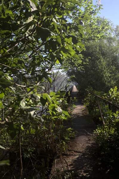 Güneşli bir günde nehrin kenarında bir ağaç ve karşı kıyıda bir orman olan bir nehrin üzerinde aşınmış beton şerit.