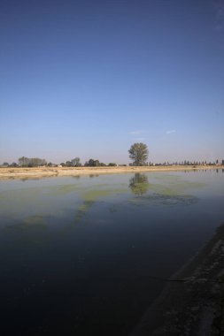 İtalya 'nın kırsal kesimlerinde güneşli bir günde, bir nehrin kıyısındaki bir tarlada yansıması suya düşen kavak.
