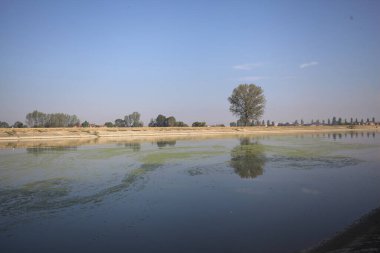 İtalya 'nın kırsal kesimlerinde güneşli bir günde, bir nehrin kıyısındaki bir tarlada yansıması suya düşen kavak.