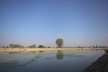 İtalya 'nın kırsal kesimlerinde güneşli bir günde, bir nehrin kıyısındaki bir tarlada yansıması suya düşen kavak.