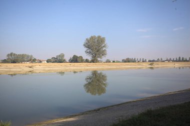 İtalya 'nın kırsal kesimlerinde güneşli bir günde, bir nehrin kıyısındaki bir tarlada yansıması suya düşen kavak.