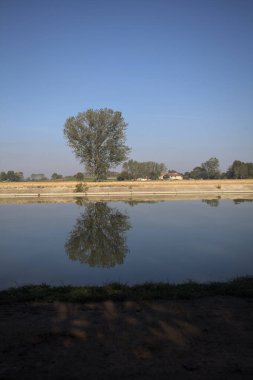 İtalya 'nın kırsal kesimlerinde güneşli bir günde, bir nehrin kıyısındaki bir tarlada yansıması suya düşen kavak.