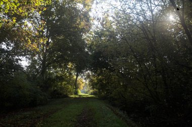 Güneşin altında çimenli bir patika İtalya kırsalındaki bir parkta gölgede bir ağaç gölgesi tarafından çerçevelenmiş.