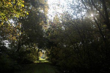 Güneşin altında çimenli bir patika İtalya kırsalındaki bir parkta gölgede bir ağaç gölgesi tarafından çerçevelenmiş.