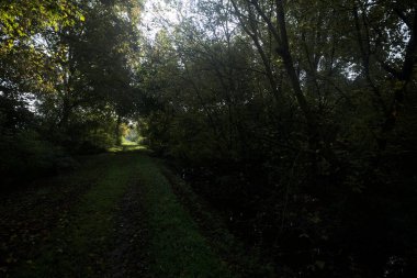 Güneşin altında çimenli bir patika İtalya kırsalındaki bir parkta gölgede bir ağaç gölgesi tarafından çerçevelenmiş.