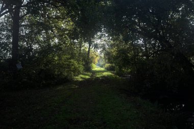 Güneşin altında çimenli bir patika İtalya kırsalındaki bir parkta gölgede bir ağaç gölgesi tarafından çerçevelenmiş.