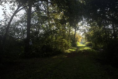 Güneşin altında çimenli bir patika İtalya kırsalındaki bir parkta gölgede bir ağaç gölgesi tarafından çerçevelenmiş.