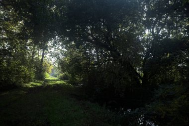Güneşin altında çimenli bir patika İtalya kırsalındaki bir parkta gölgede bir ağaç gölgesi tarafından çerçevelenmiş.