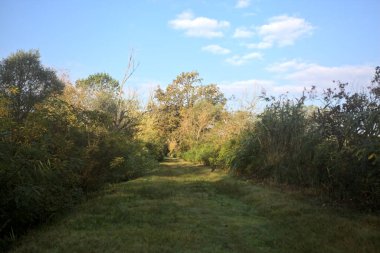 Çimenli patika, üzerinde gölge olan çalılarla çevrili ve güneşli bir günde İtalya 'nın kırsalında bir koruluk.