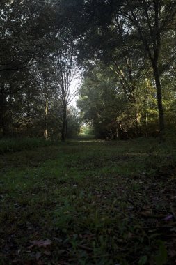 İtalya 'da bir parkta gün ışığında çimenli bir patika.