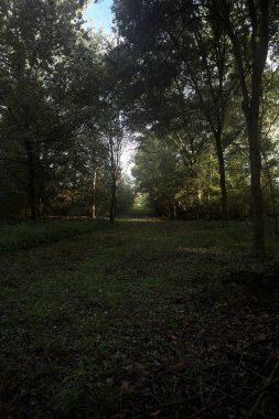 İtalya 'da bir parkta gün ışığında çimenli bir patika.